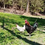 Lägenhet Strobl Borovany (Ceske Budejovice)
